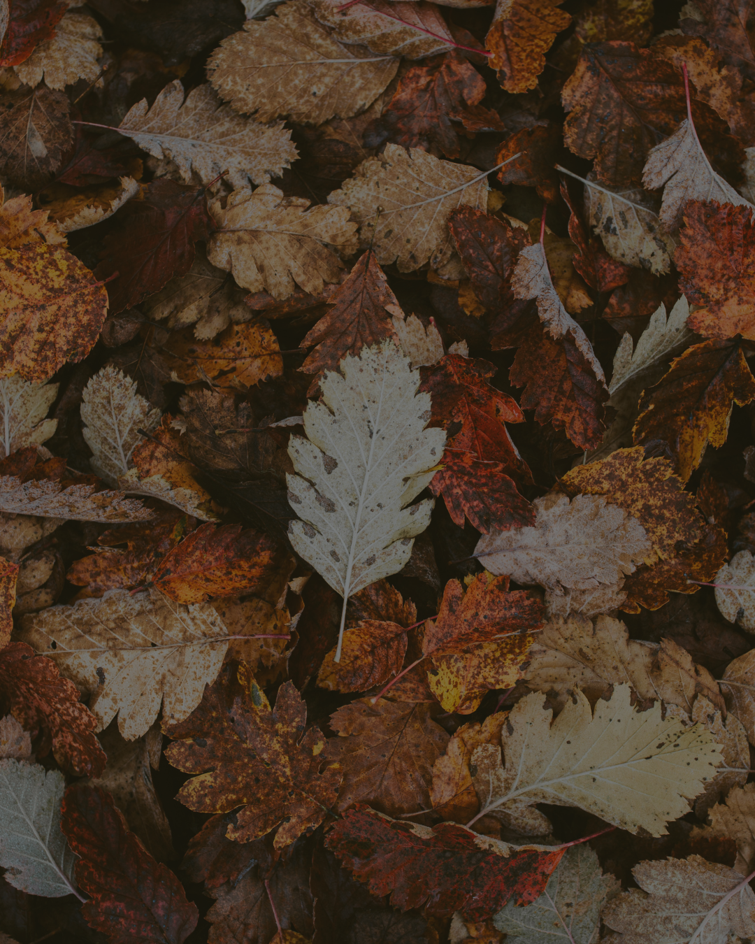 Fall Collection